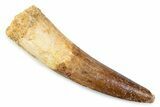 Fossil Spinosaurus Tooth - Real Dinosaur Tooth #373953-1